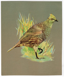 vintage and antique bird prints